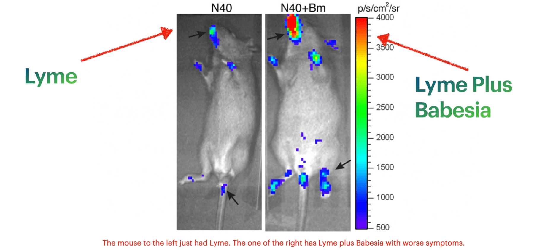 Scientific imaging from LymeDr.com showing a comparative study of Lyme disease versus Lyme-Babesia coinfection in mice. The left panel (N40) shows a mouse infected with only Borrelia burgdorferi displaying moderate infection signals, while the right panel (N40+Bm) shows significantly higher intensity and more widespread infection in a mouse with both Lyme and Babesia microti coinfection. The color scale (500-4000 p/s/cm²/sr) indicates that the coinfected mouse exhibits more severe inflammatory response, supporting findings from the landmark Moro et al. study demonstrating how Babesia dramatically worsens Lyme disease outcomes.