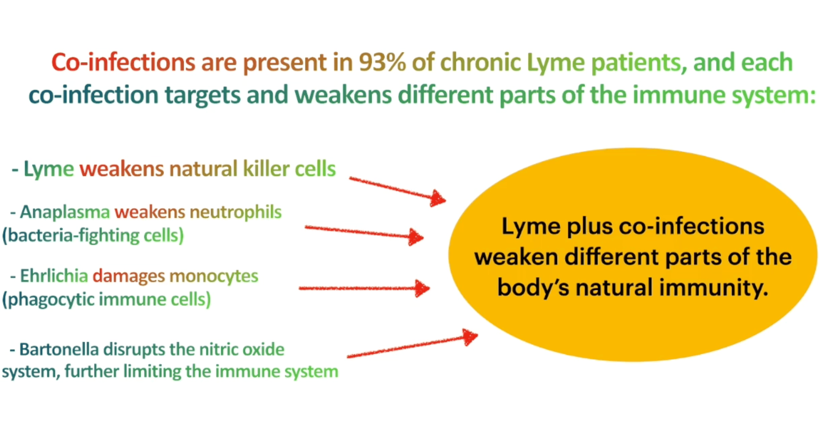 Infographic showing that co-infections are present in 93% of chronic Lyme patients. The image illustrates how Lyme disease and common co-infections target different immune system components: Lyme weakens natural killer cells, Anaplasma weakens neutrophils (bacteria-fighting cells), Ehrlichia damages monocytes (phagocytic immune cells), and Bartonella disrupts the nitric oxide system. Red arrows point from each infection to a yellow oval summarizing how these combined infections weaken different parts of the body's natural immunity.