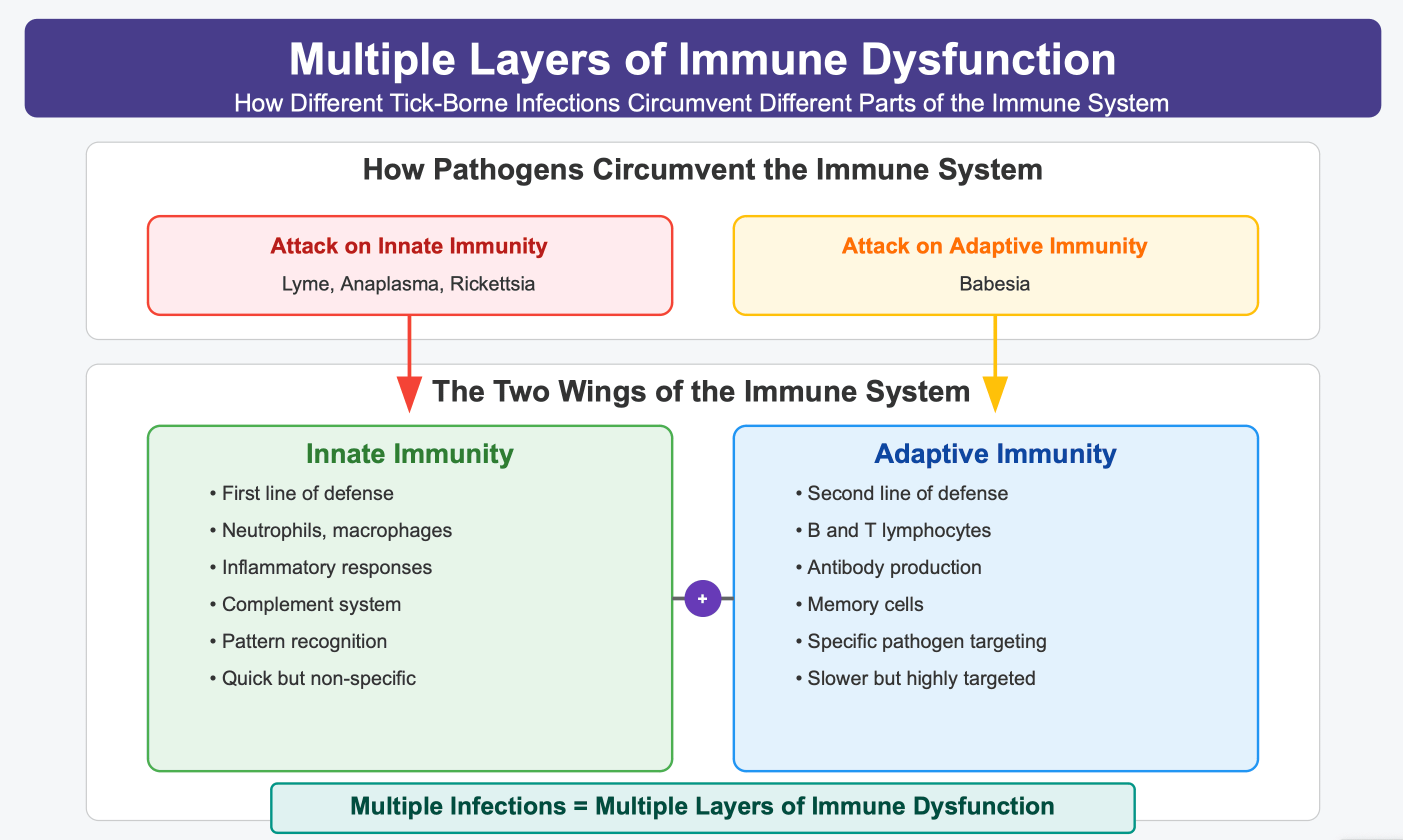 Infographic from LymeDr.com titled 'Multiple Layers of Immune Dysfunction: How Different Tick-Borne Infections Circumvent Different Parts of the Immune System.' The diagram illustrates how tick-borne pathogens target different immune components: Lyme, Anaplasma, and Rickettsia attack innate immunity (first defense line with neutrophils, macrophages, inflammatory responses, complement system, pattern recognition, quick but non-specific), while Babesia specifically targets adaptive immunity (second defense line with B and T lymphocytes, antibody production, memory cells, specific pathogen targeting, slower but highly targeted). The graphic emphasizes that multiple coinfections create multiple layers of immune dysfunction, explaining why combinations like Lyme-Babesia cause more severe illness than single infections.