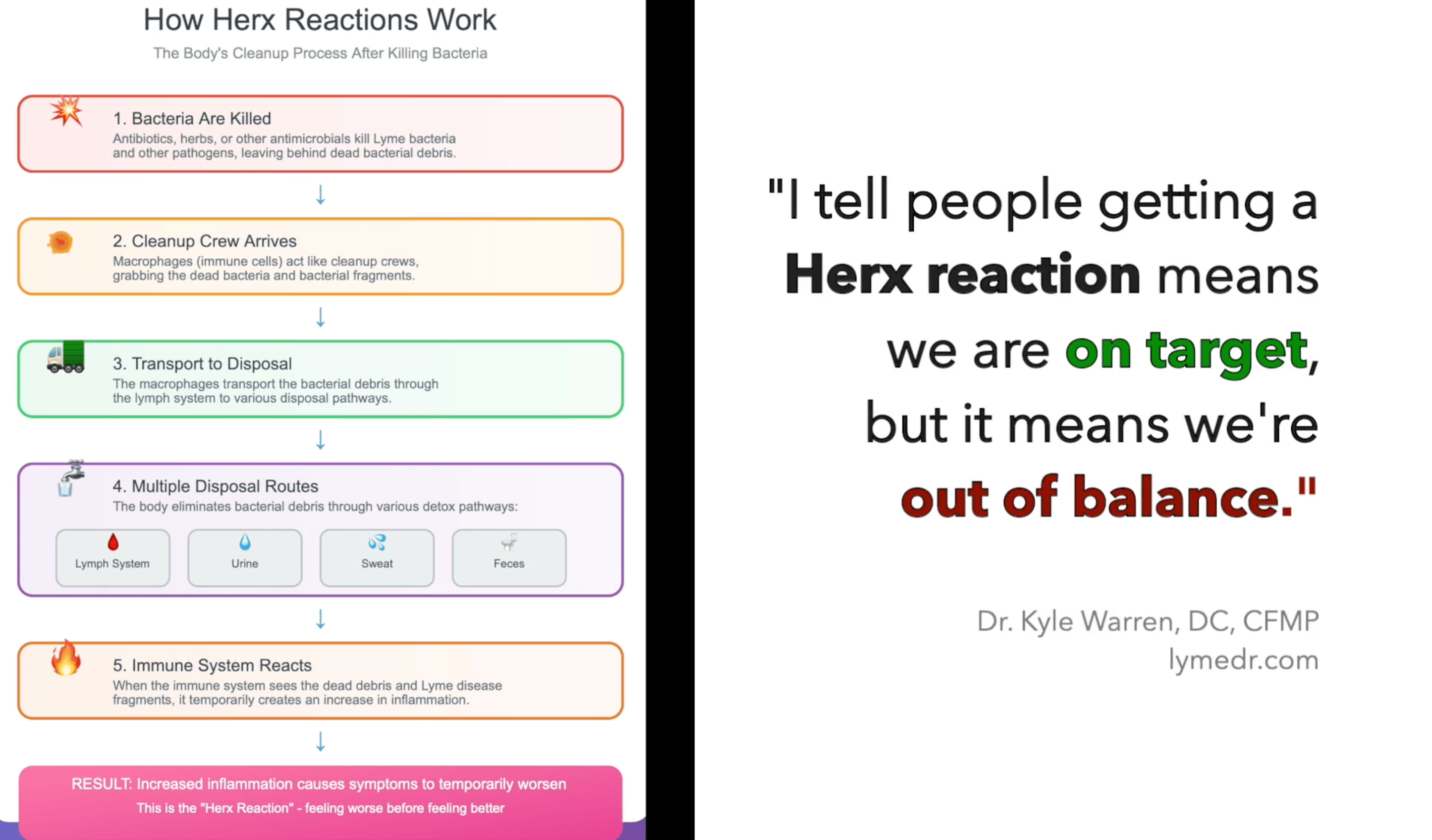 Educational diagram illustrating Jarisch-Herxheimer reaction process in Lyme treatment: bacterial die-off, macrophage cleanup, lymph transport, elimination pathways, and inflammatory response