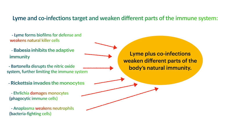 How Lyme disease and co-infections target different immune system parts - biofilm formation, NK cell suppression, adaptive immunity inhibition, nitric oxide disruption, monocyte invasion, neutrophil weakening