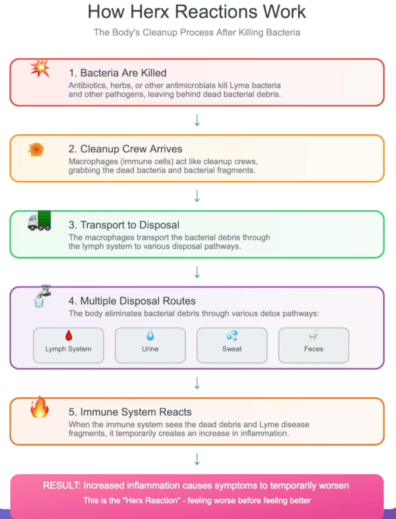 nfographic explaining how Herx reactions work during Lyme disease treatment, showing 5-step detox process from bacterial die-off to immune response, with quote from Dr. Kyle Warren